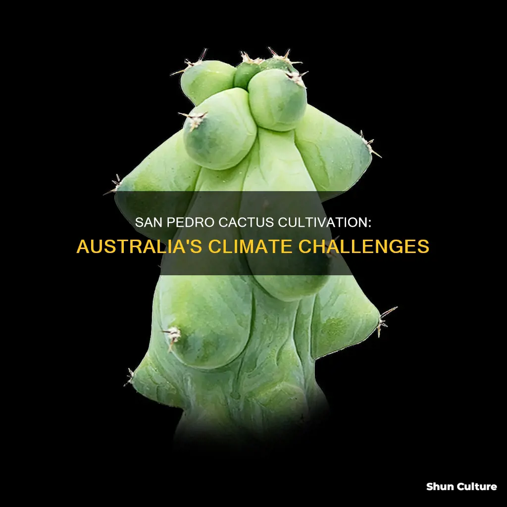 does san pedro cactus grow in australia