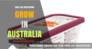 Where Does Sea Buckthorn Grow in Australia?