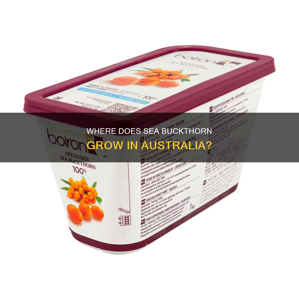 does sea buckthorn grow in australia