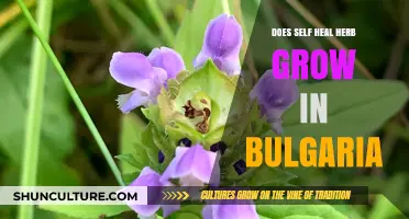 Exploring Bulgaria's Herbal Treasures: The Self-Heal Plant