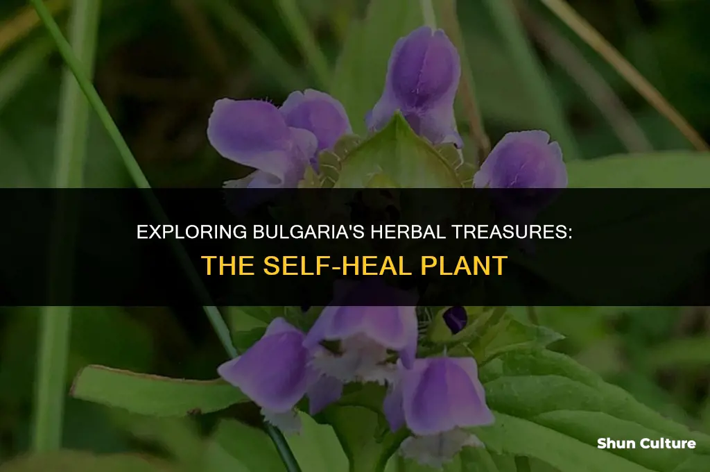 does self heal herb grow in bulgaria