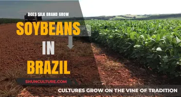 Does Silk Brand Source Soybeans from Brazil? Uncovering the Truth