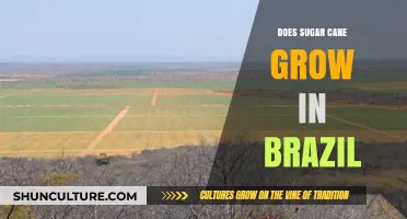 Does Sugar Cane Thrive in Brazil? Exploring Its Cultivation and Impact