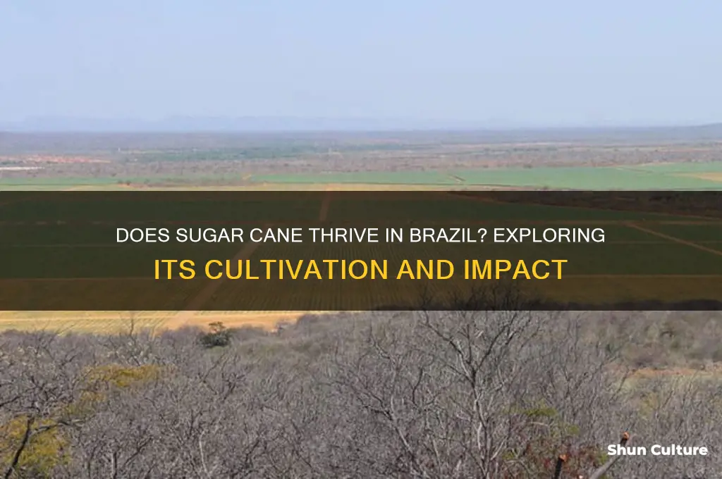 does sugar cane grow in brazil