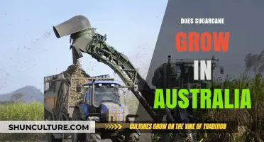 Sugarcane in Australia: Where and How it Grows