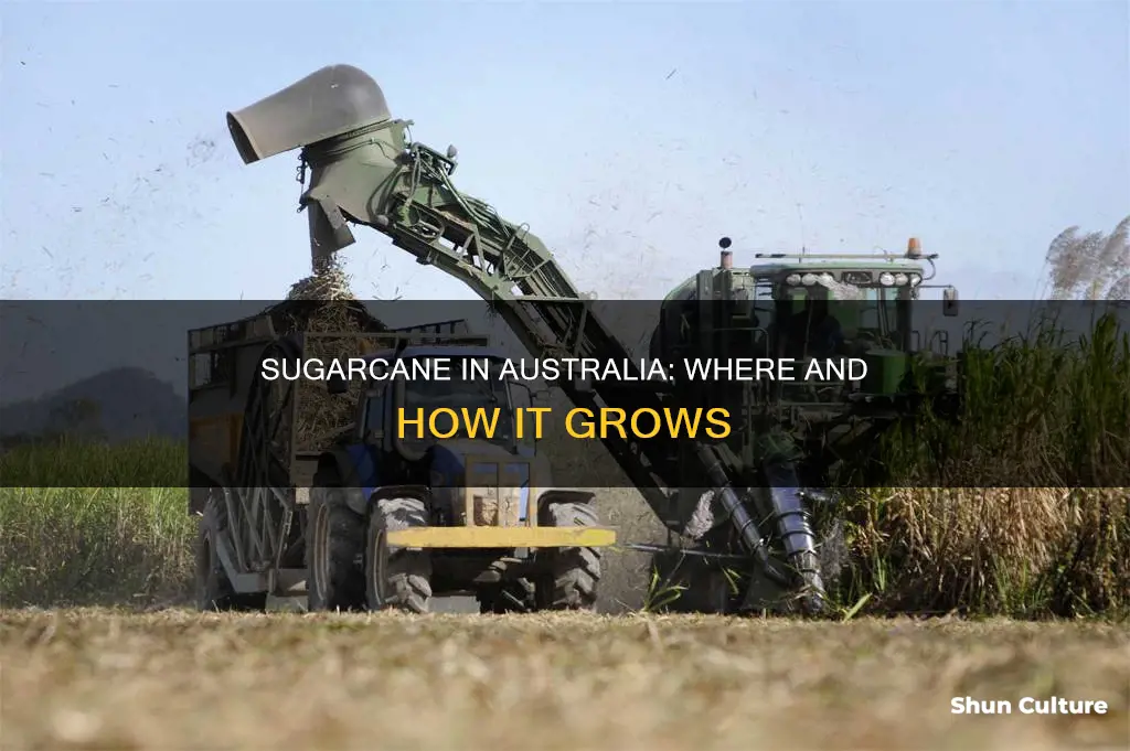 does sugarcane grow in australia
