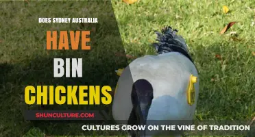 Sydney's Bin Chickens: Unveiling the Truth About Australia's Urban Ibis