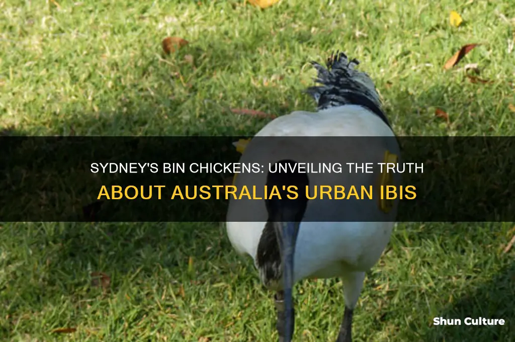does sydney australia have bin chickens