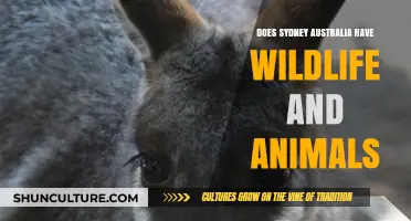 Exploring Sydney's Wildlife: Animals and Nature in Australia's Iconic City