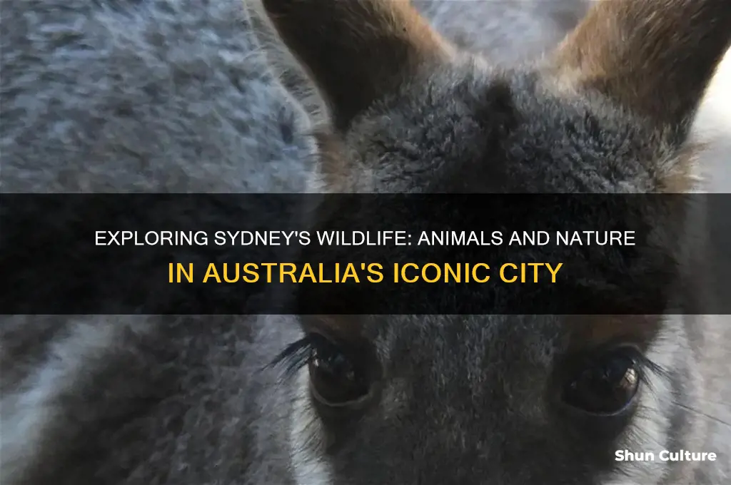 does sydney australia have wildlife and animals