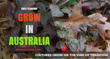 Exploring Teaberry Cultivation: Australia's Potential