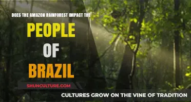 Amazon Rainforest's Vital Role in Shaping Brazil's People and Culture