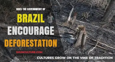 Brazil's Government Policies: Encouraging Deforestation or Protecting the Amazon?