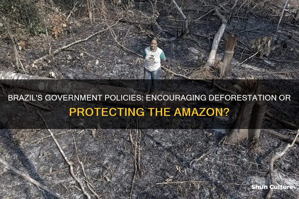 does the government of brazil encourage deforestation
