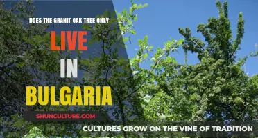 Granit Oak Tree: A Bulgarian Endemic or Widespread Species?