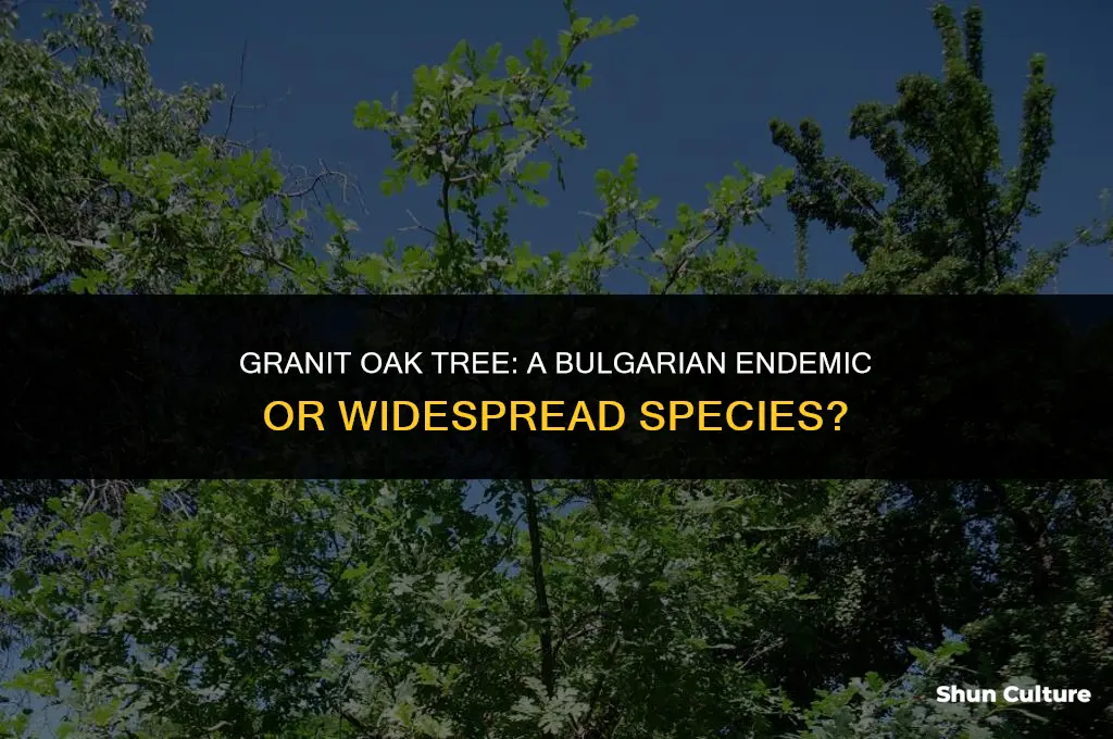 does the granit oak tree only live in bulgaria