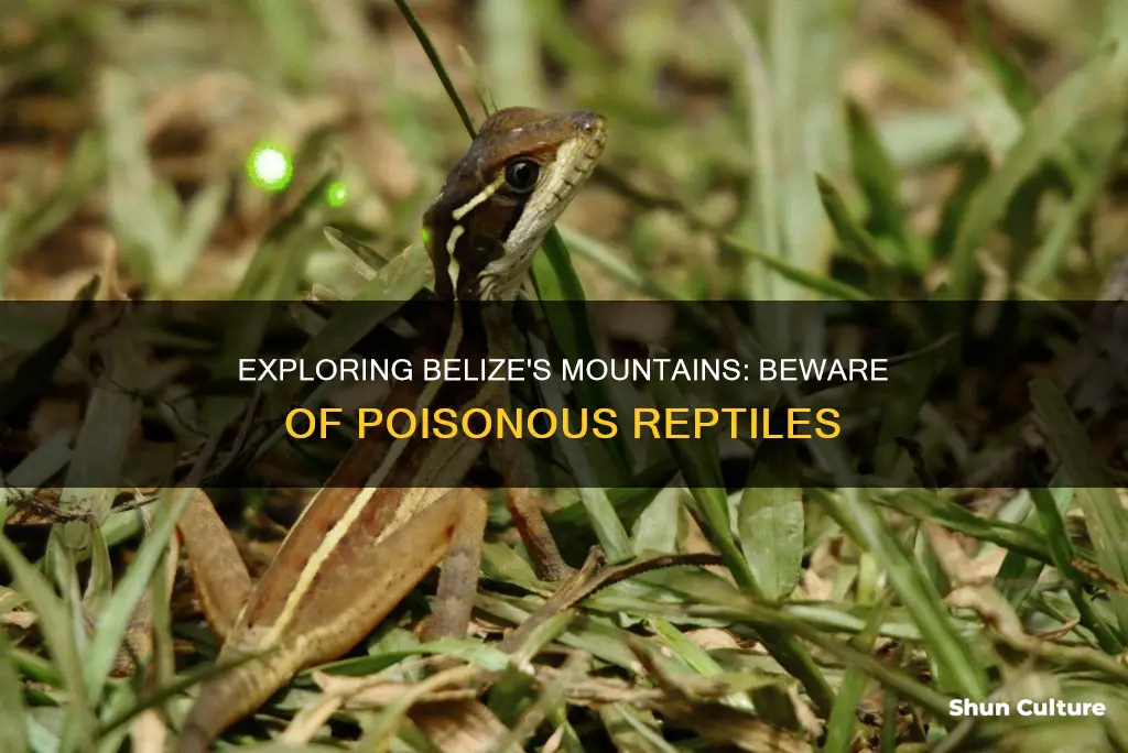 does the mountainous areas of belize have poisonious reptiles