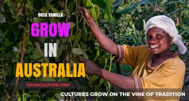 Vanilla Cultivation in Australia: Is It Possible?