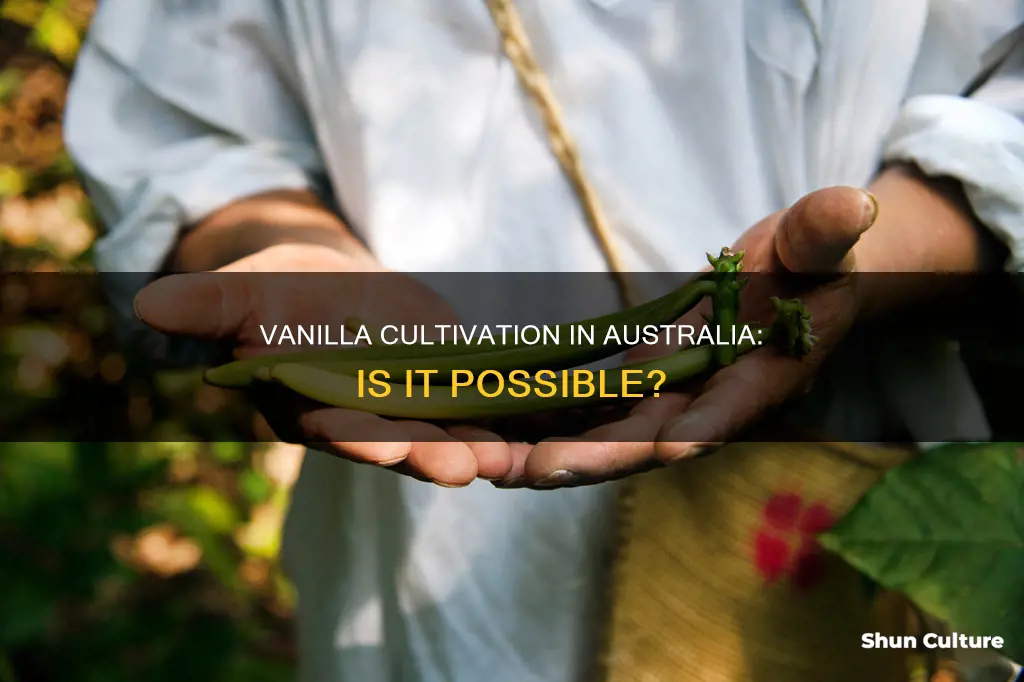 does vanilla grow in australia