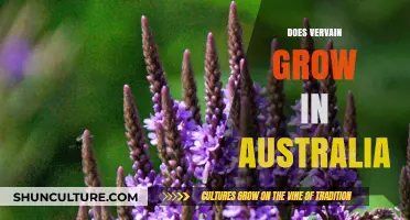 Vervain in Australia: Where to Find It