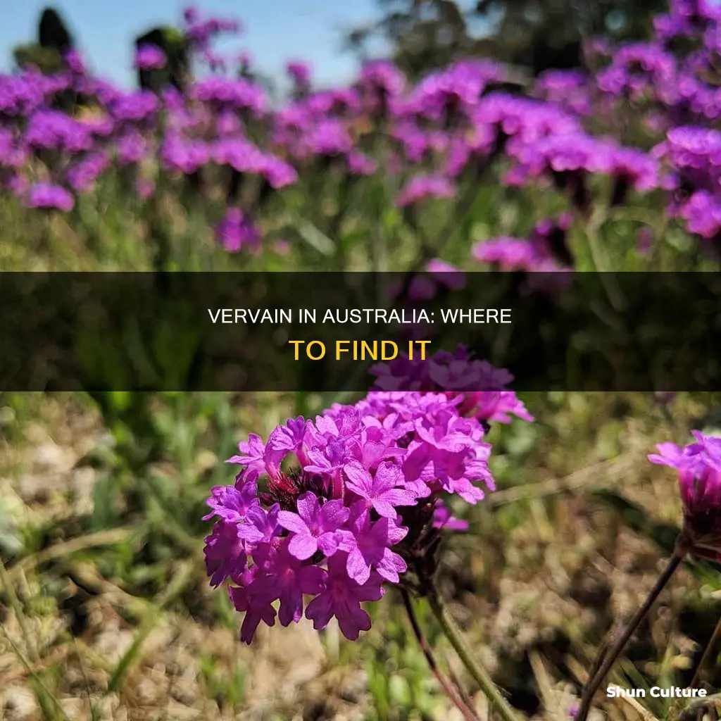 does vervain grow in australia