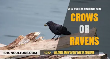 Crows and Ravens: What's the Difference in Western Australia?
