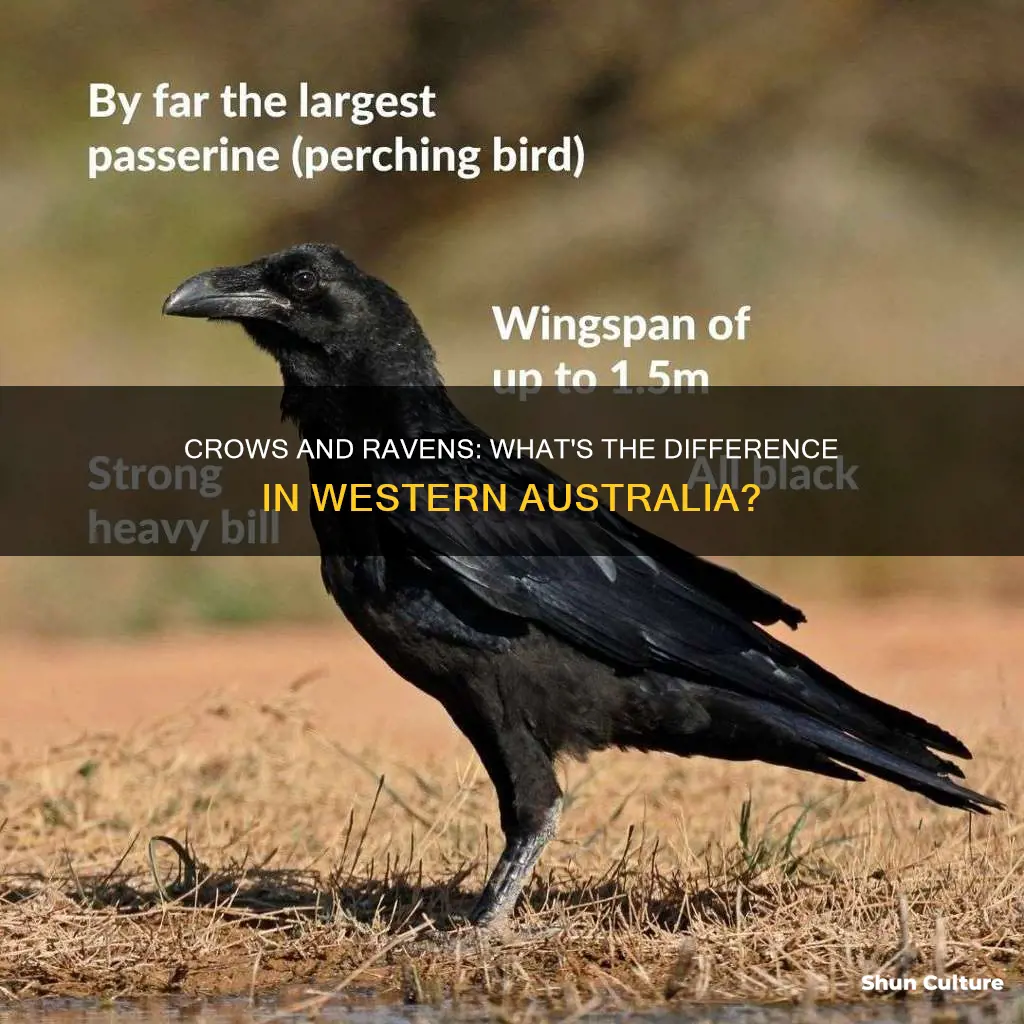 does western australia have crows or ravens