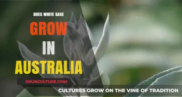 White Sage Cultivation: Australia's Climate Challenges