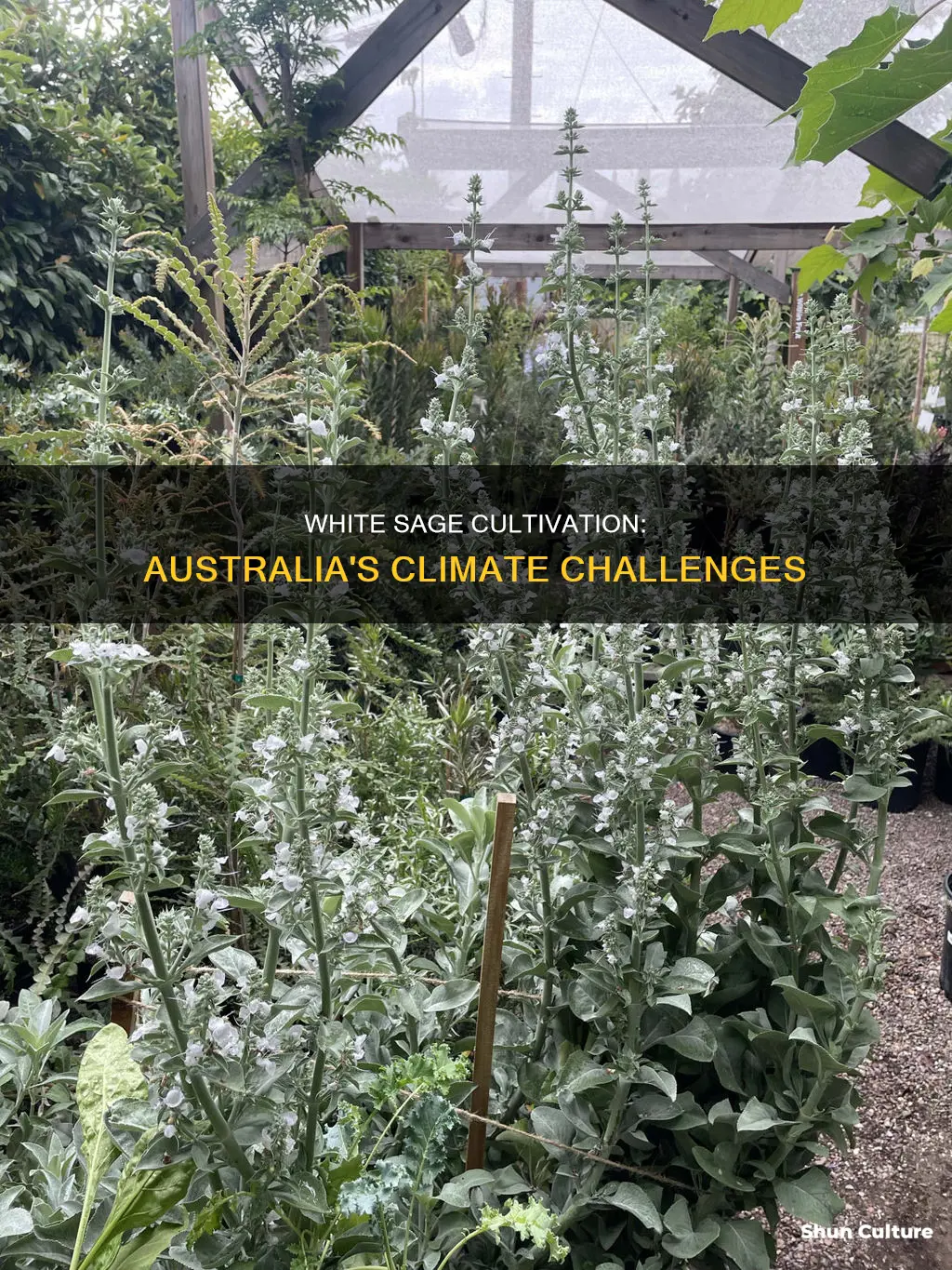 does white sage grow in australia