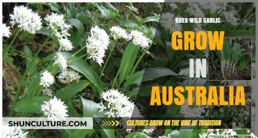 Wild Garlic: An Australian Adventure?