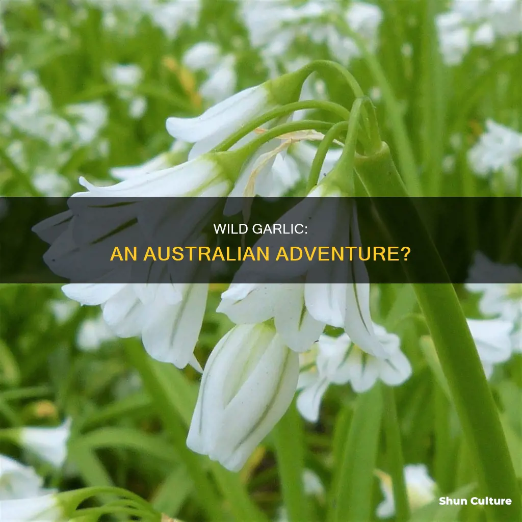 does wild garlic grow in australia