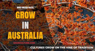 Where Witch Hazel Grows: Is Australia on the List?