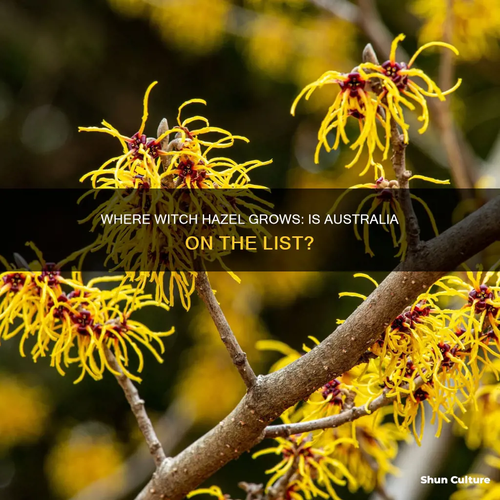 does witch hazel grow in australia