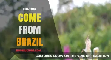 Does Yucca Originate from Brazil? Unraveling the Plant's Geographic Roots