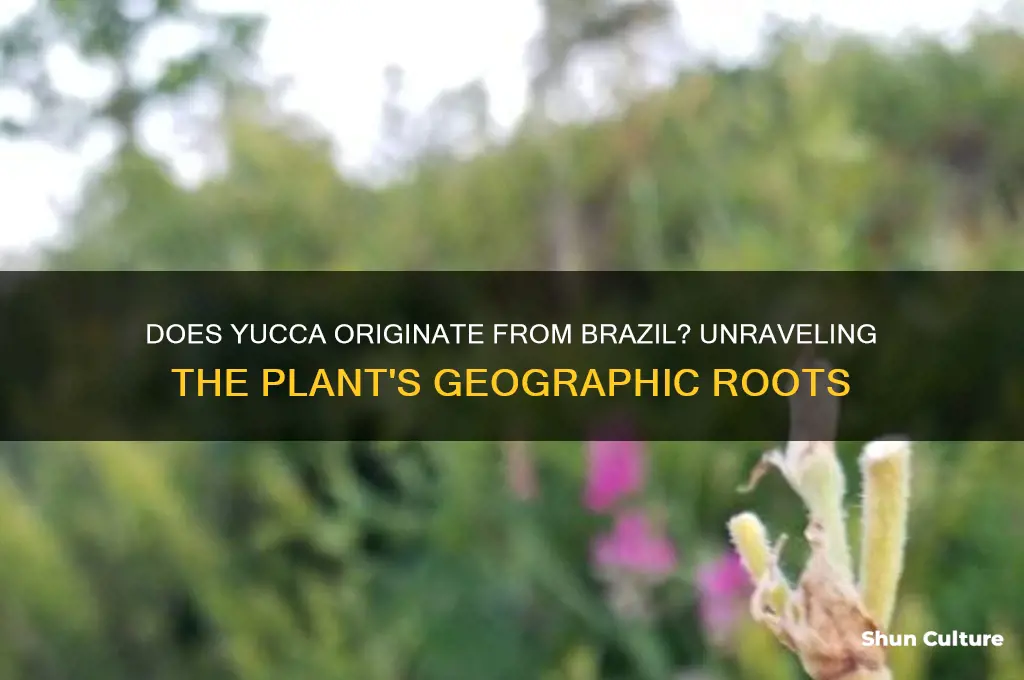 does yucca come from brazil