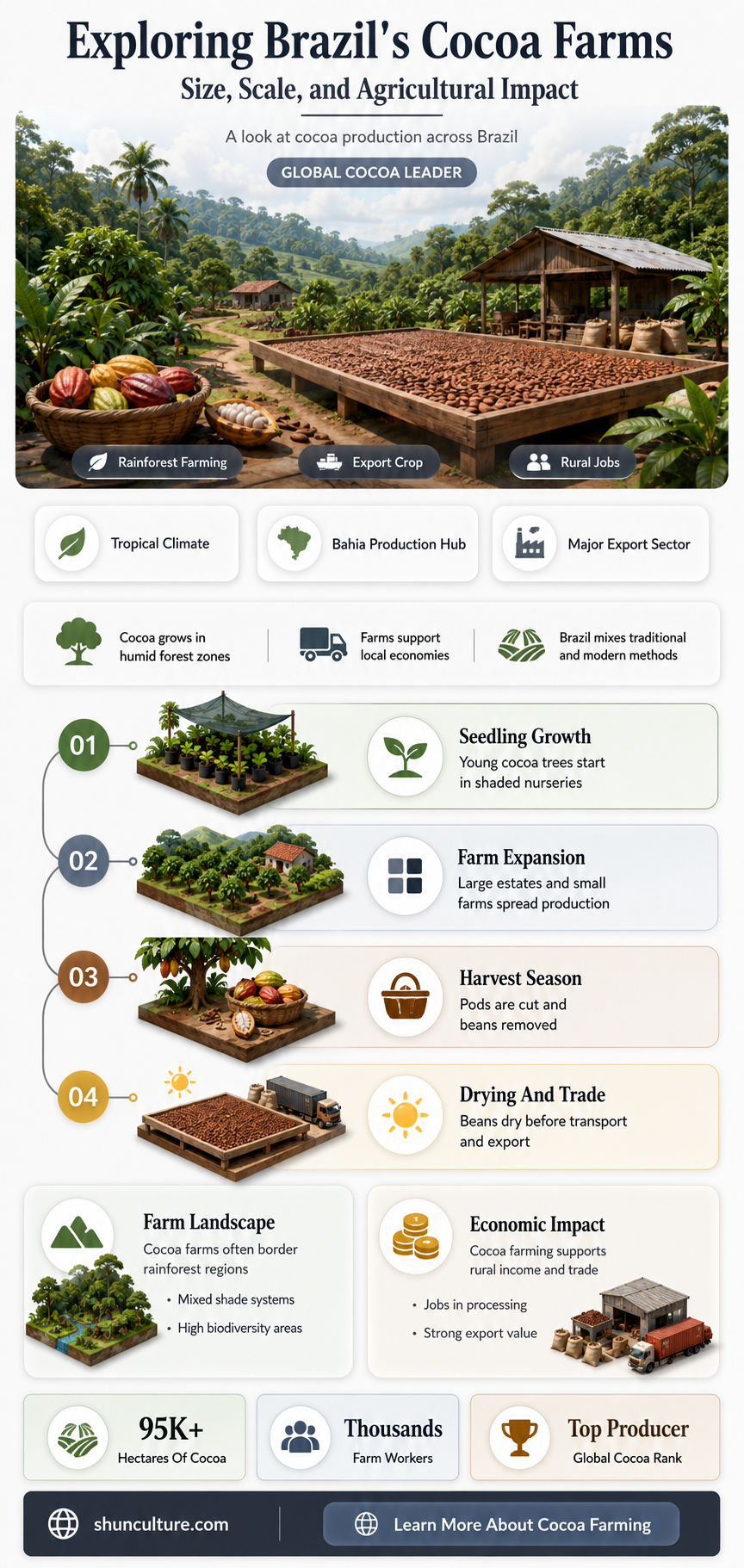 are cocoa farms big or small in brazil