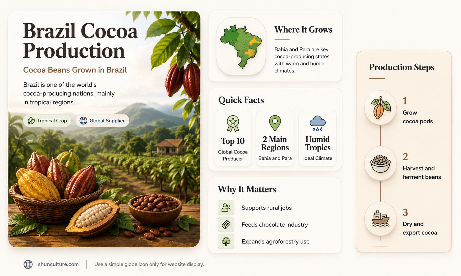 are cocoa beans grown in brazil