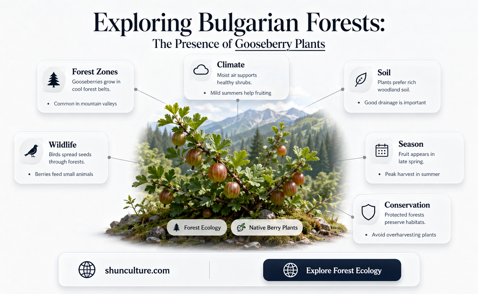 are gooseberry plants found in bulgarian forest