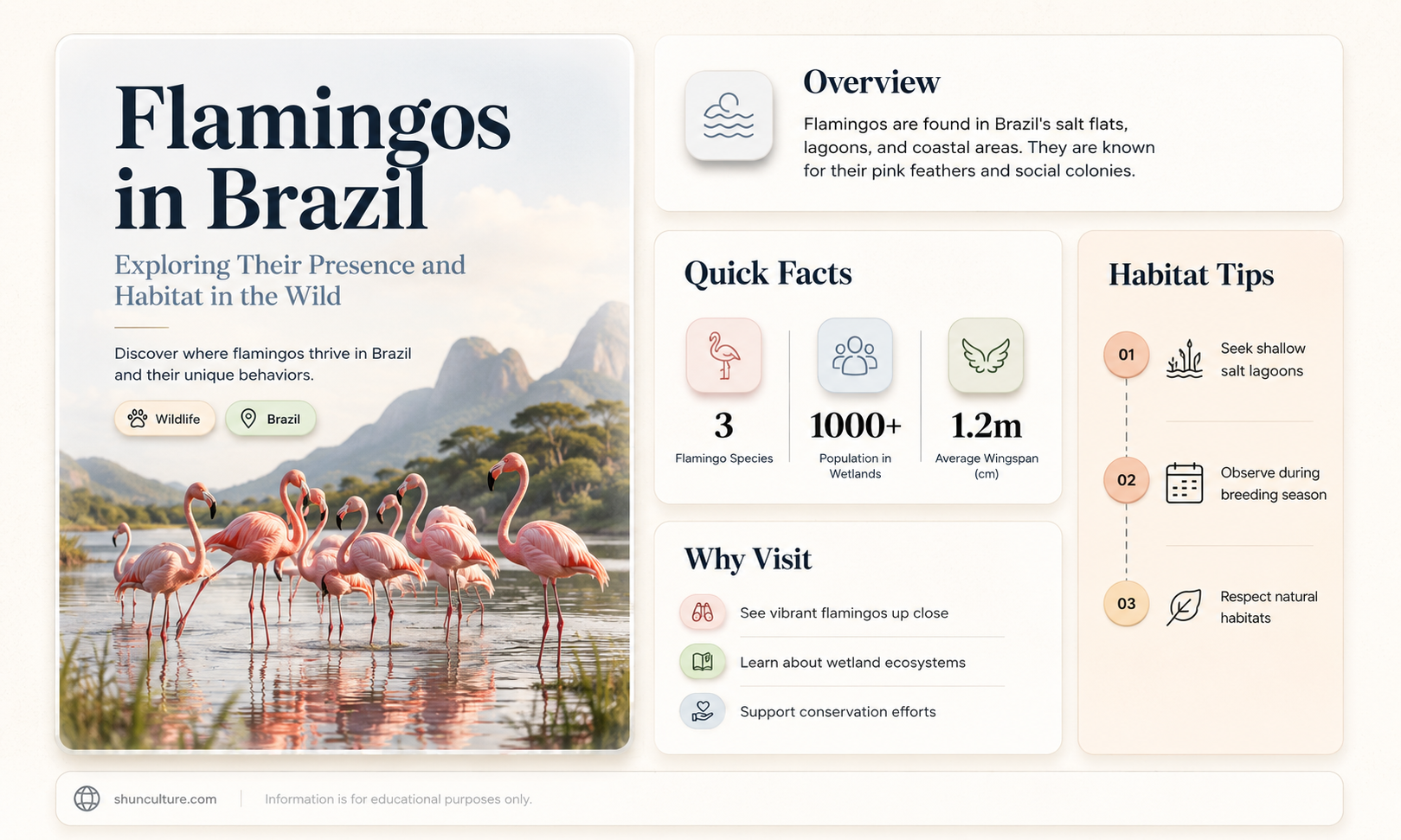 are flamingos in brazil