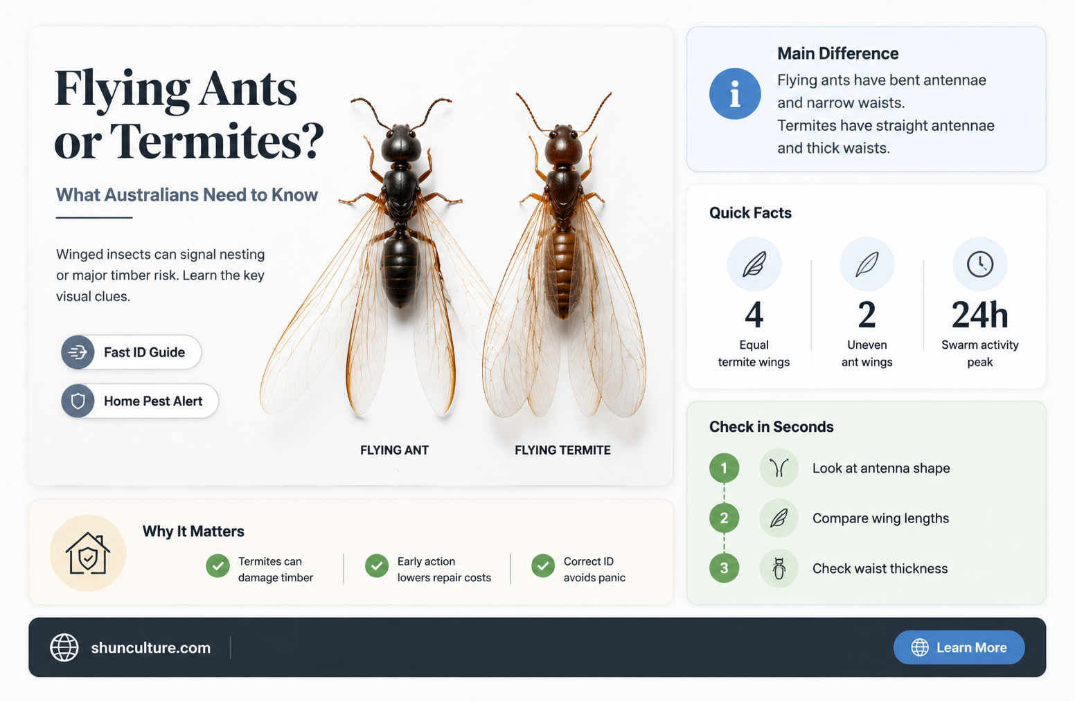are flying ants termites in australia