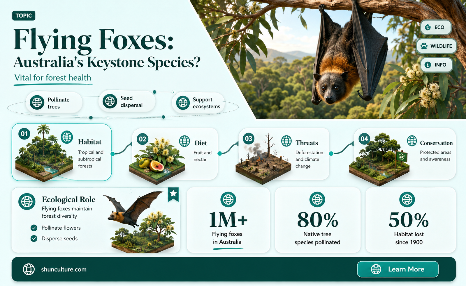 are flying foxes a keystone species in australia