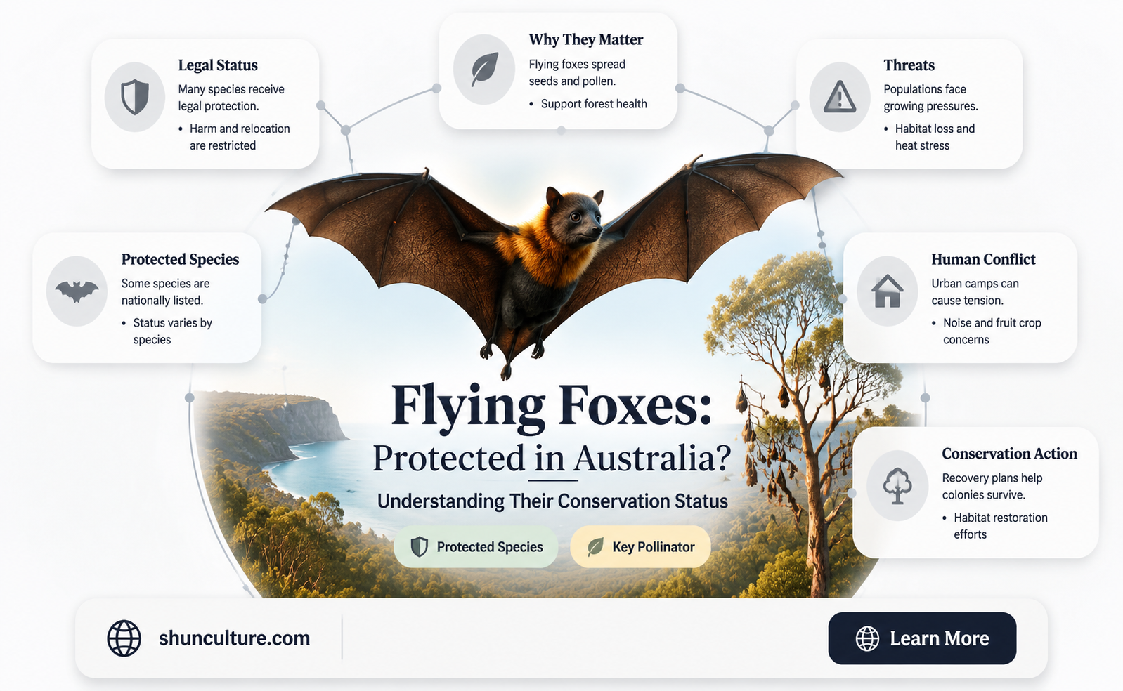 are flying foxes protected in australia