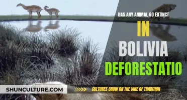 Bolivia's Deforestation: What Animals Have Gone Extinct?