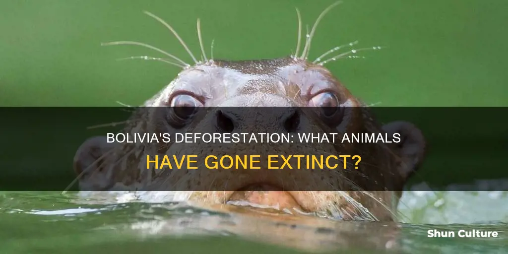 has any animal go extinct in bolivia deforestation