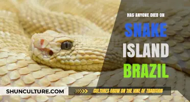 Snake Island Brazil: Uncovering the Truth About Fatal Encounters