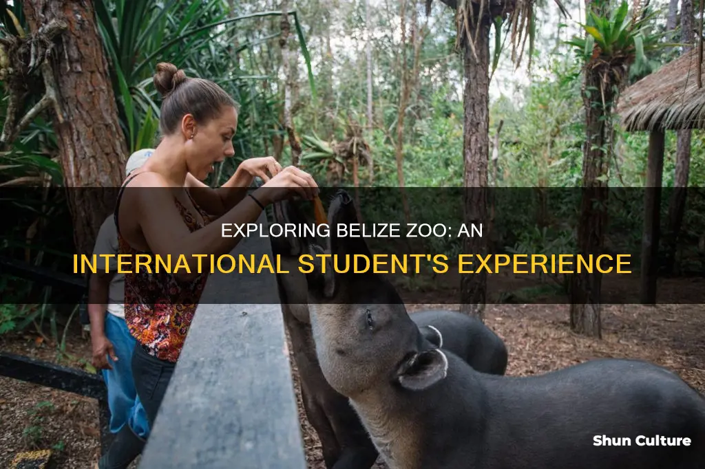 has anyone studied abroad in belize zoo