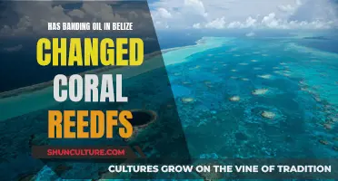 Belize's Coral Reefs: Impact of Oil Spills and Banding Together