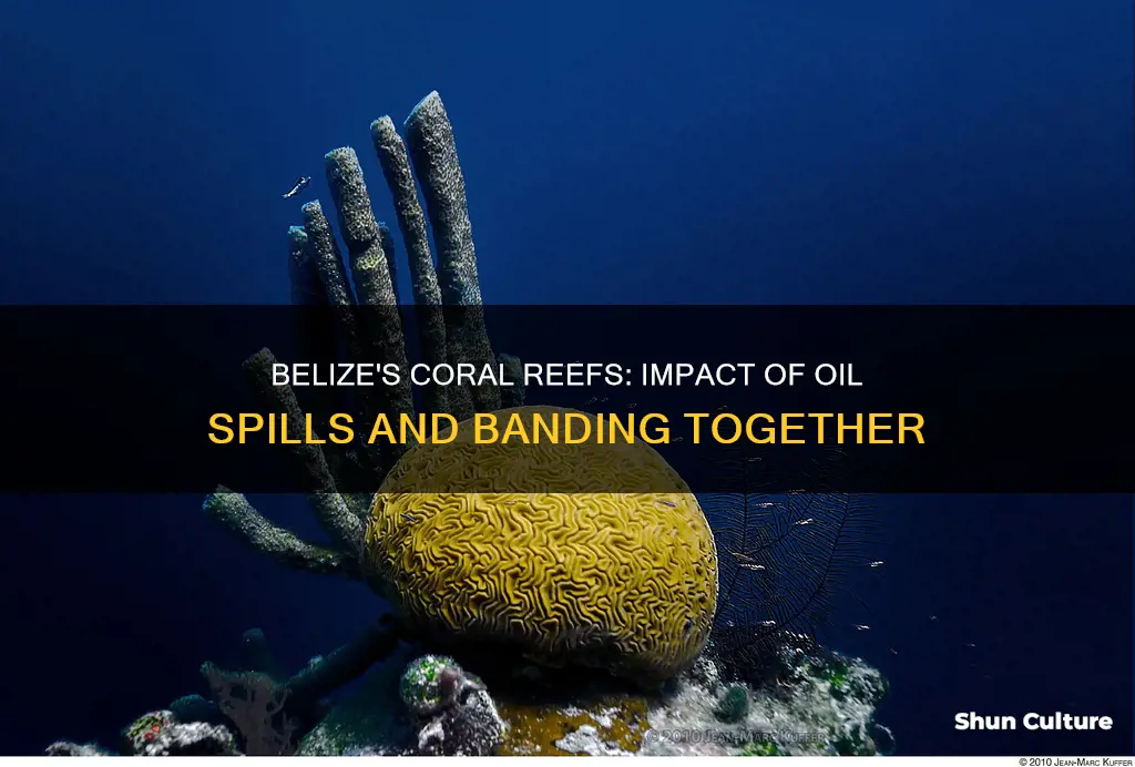 has banding oil in belize changed coral reedfs