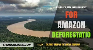 Brazil Under Fire: Global Scrutiny Over Amazon Deforestation Crisis