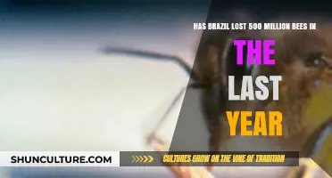 Brazil's Bee Crisis: 500 Million Bees Dead in One Year